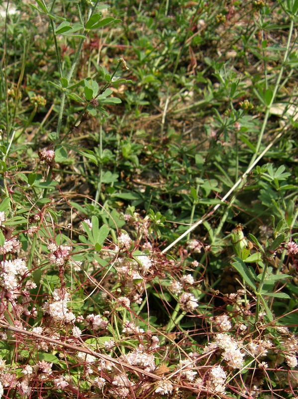 Image of Cuscuta approximata specimen.