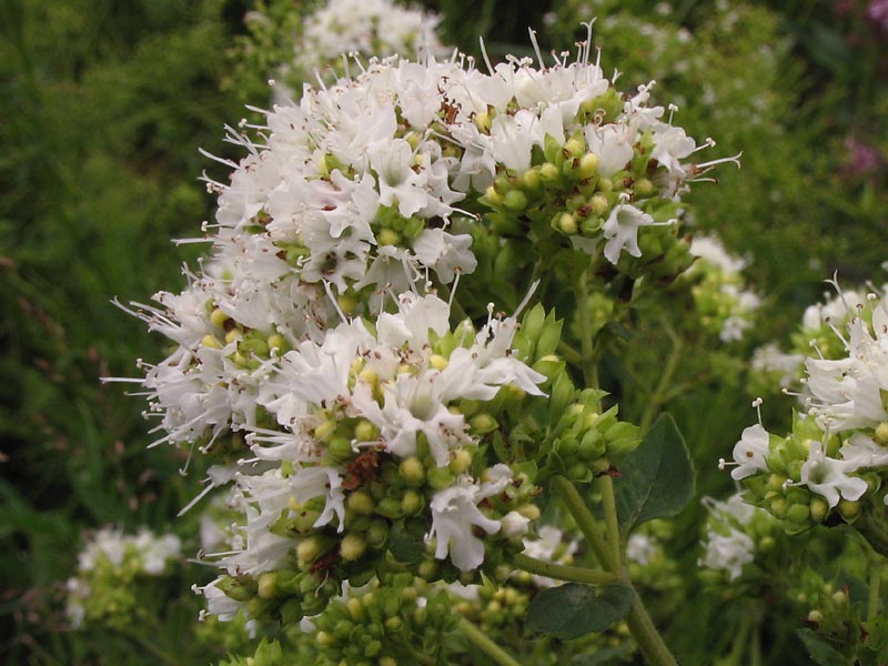 Image of Origanum vulgare specimen.