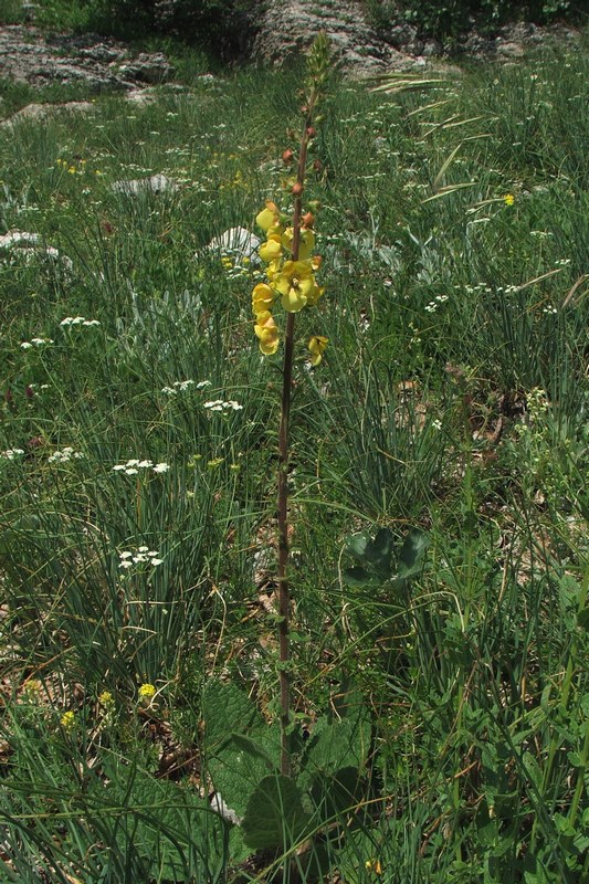 Image of Verbascum spectabile specimen.