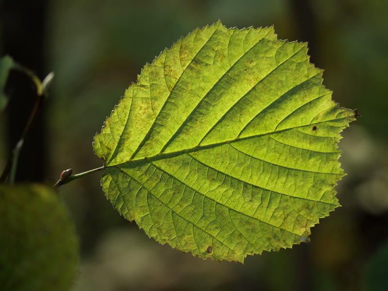 Image of Corylus avellana specimen.