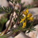 Corydalis impatiens. Верхушка побега с соцветием. Республика Бурятия, Кабанский р-н, окр. с. Сухая, галечник на берегу Байкала. 19.06.2015.