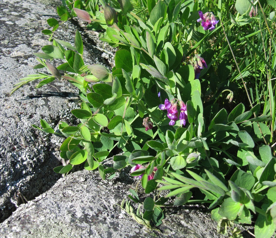 Image of Lathyrus japonicus ssp. pubescens specimen.