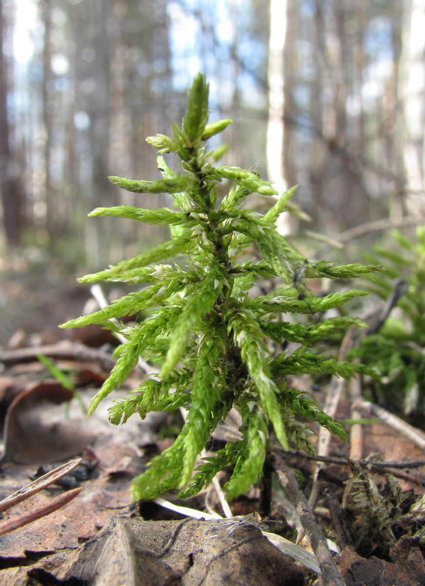 Image of Climacium dendroides specimen.