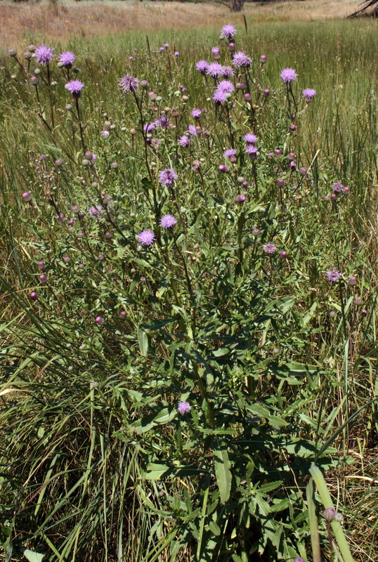 Image of Cirsium setosum specimen.