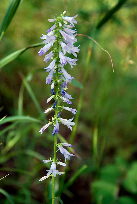 Изображение особи Campanula bononiensis.