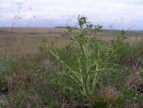 Crambe tataria