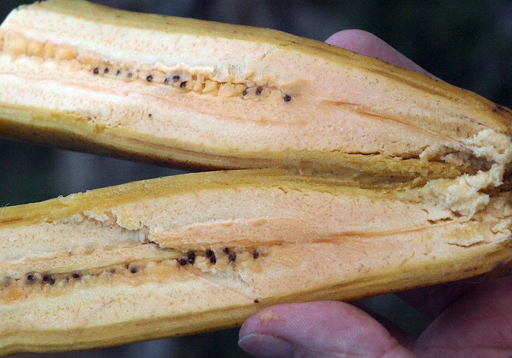 Image of Musa &times; paradisiaca specimen.