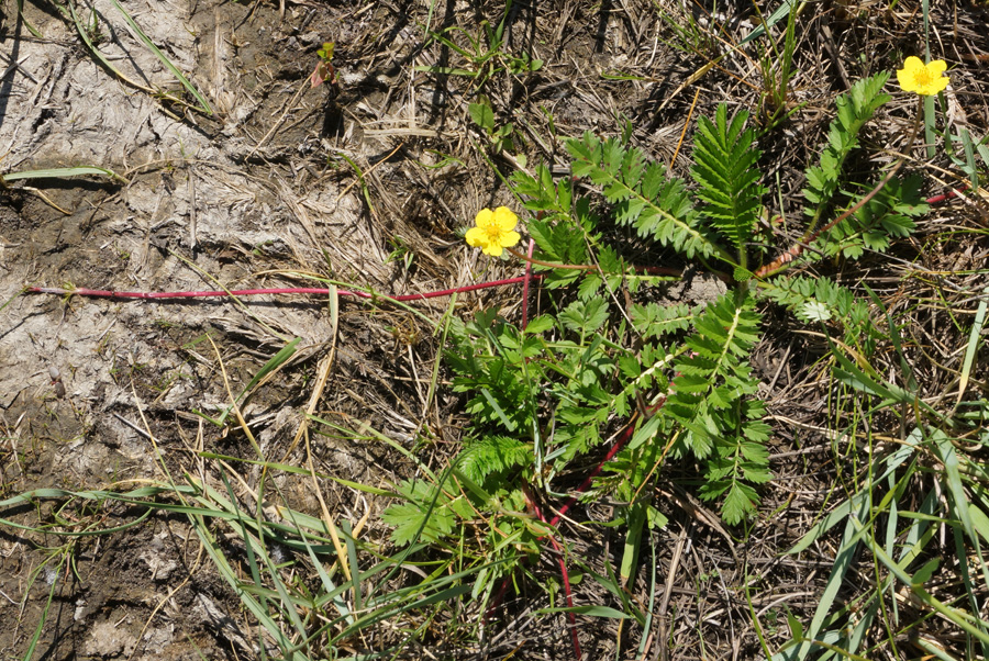 Изображение особи Potentilla anserina.