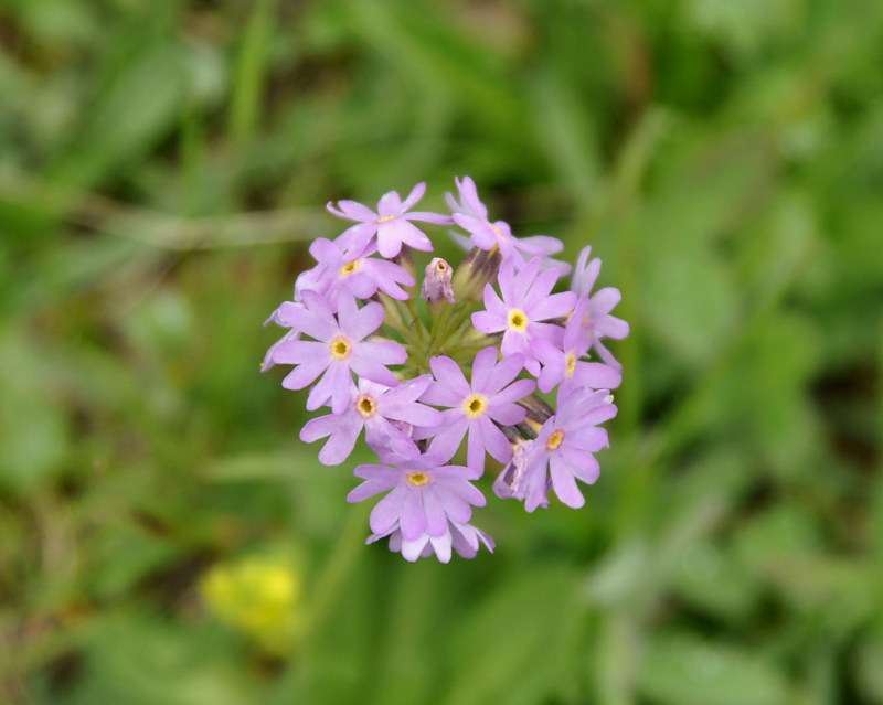 Изображение особи Primula algida.