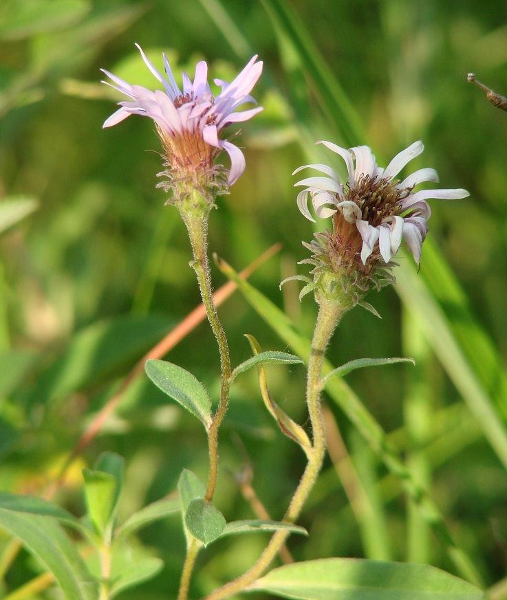 Image of Aster sibiricus specimen.