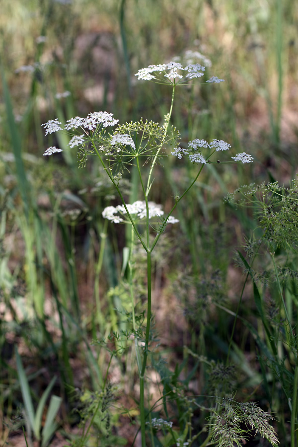 Image of Oedibasis chaerophylloides specimen.