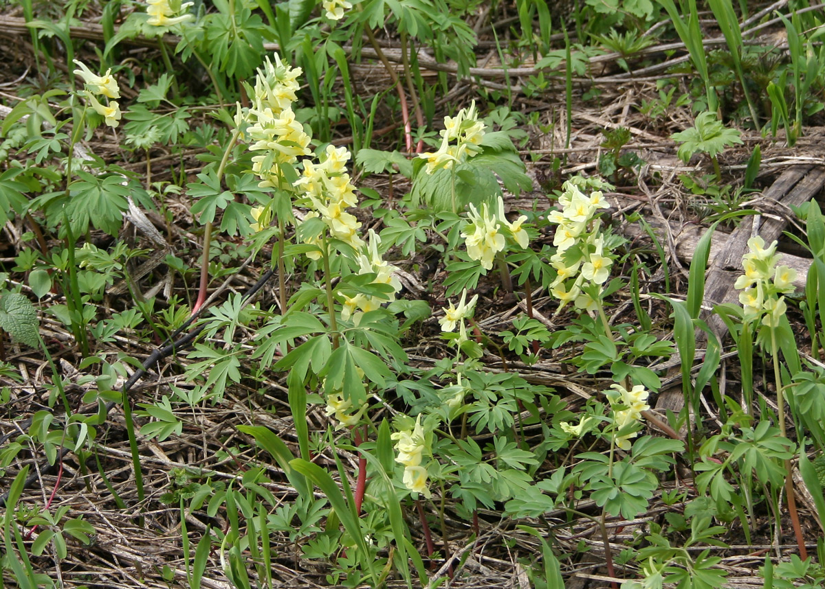 Image of Corydalis bracteata specimen.