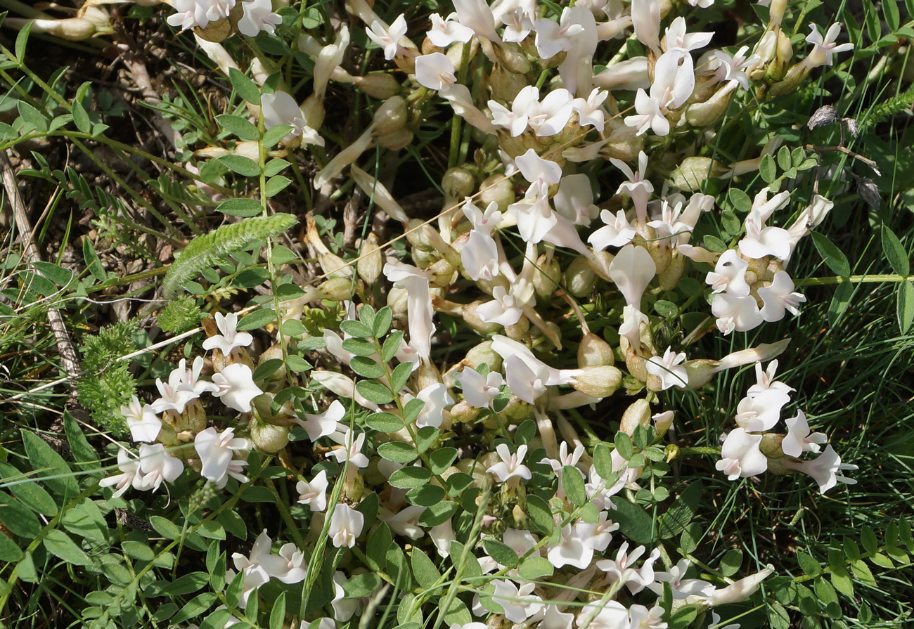 Image of Astragalus megalanthus specimen.