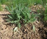 Astragalus xipholobus. Плодоносящее растение на выположенном незадернованном участке. Казахстан, Южно-Казахстанская обл., Сырдарья-Туркестанский государственный региональный природный парк, Боралдайский филиал. 23.04.2015.