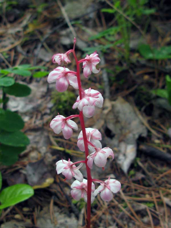 Изображение особи Pyrola incarnata.