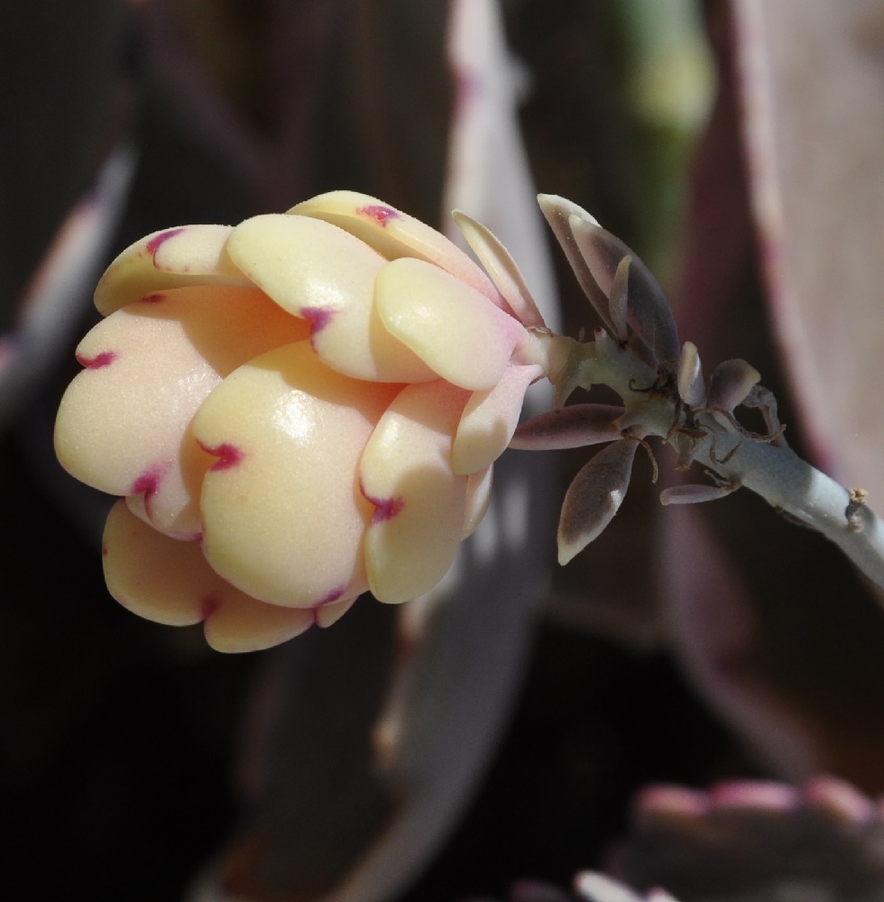 Image of Kalanchoe fedtschenkoi specimen.