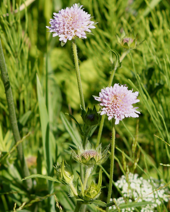 Image of Knautia arvensis specimen.