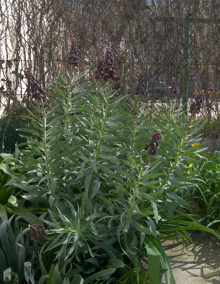 Изображение особи Fritillaria persica.