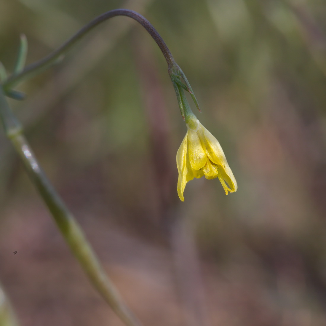 Image of Hypecoum pendulum specimen.