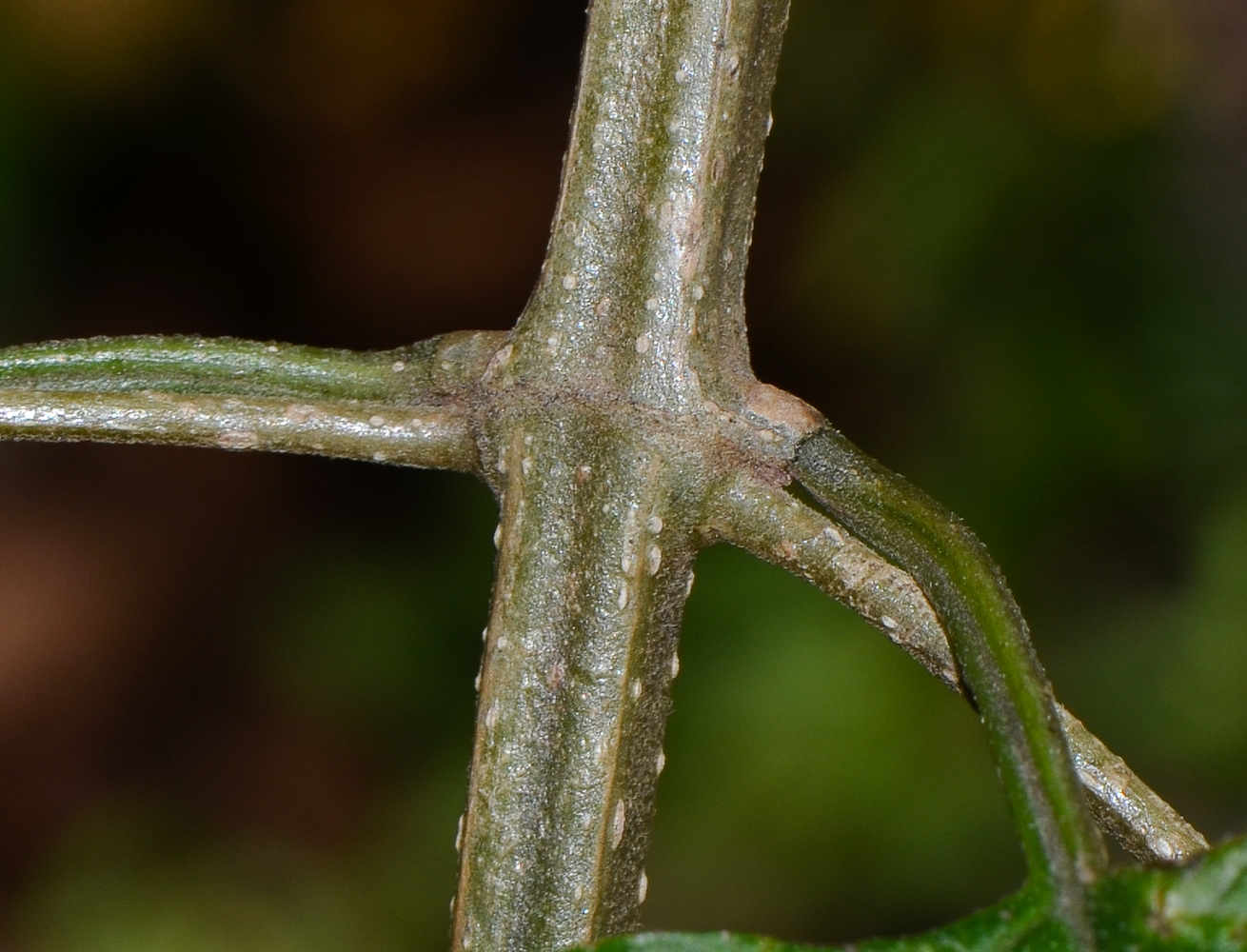 Image of Holmskioldia sanguinea specimen.