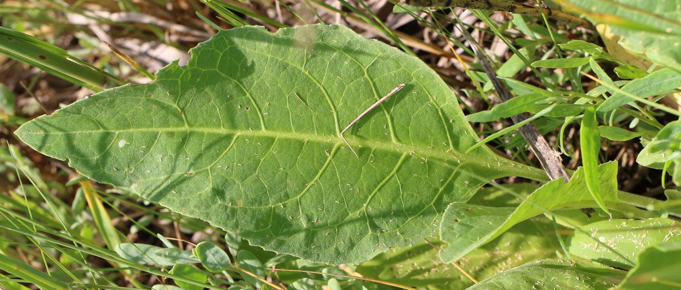 Изображение особи Stemmacantha serratuloides.