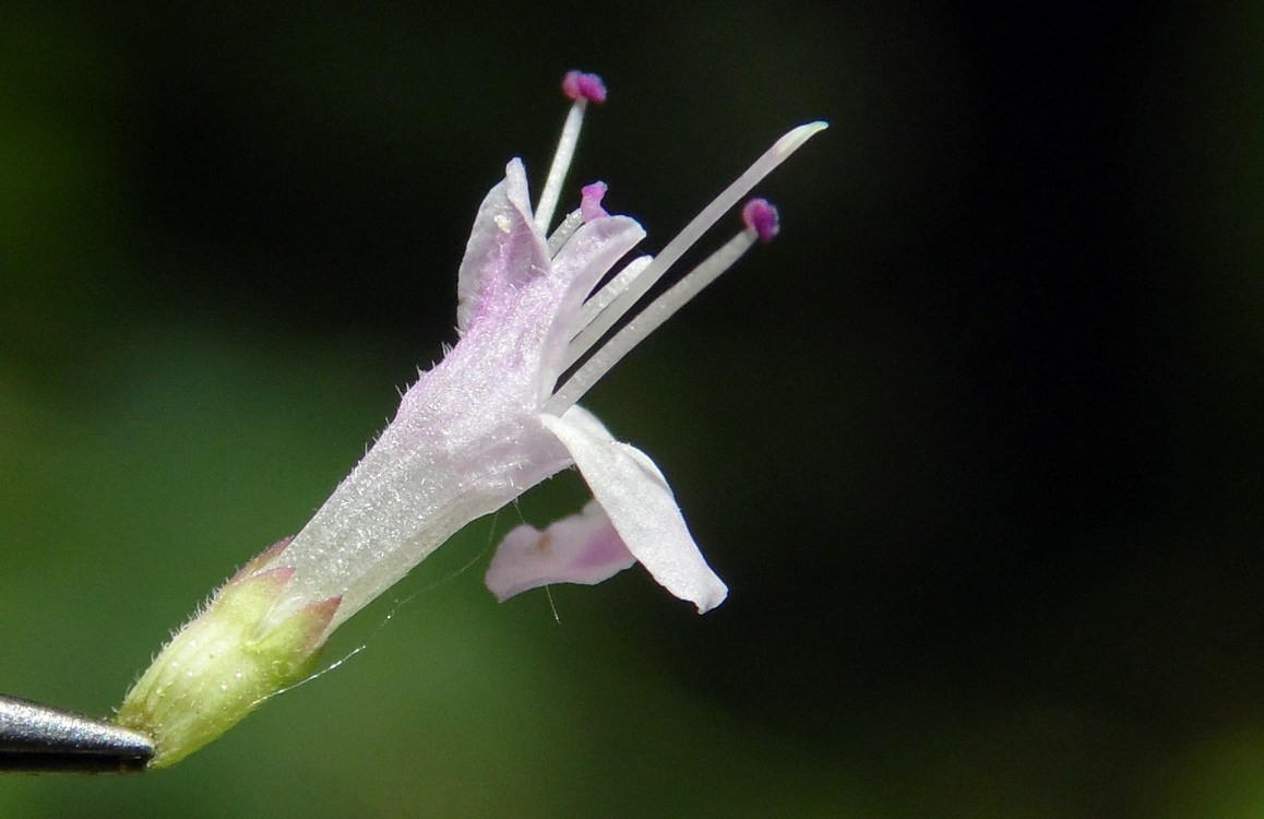 Image of Origanum vulgare specimen.