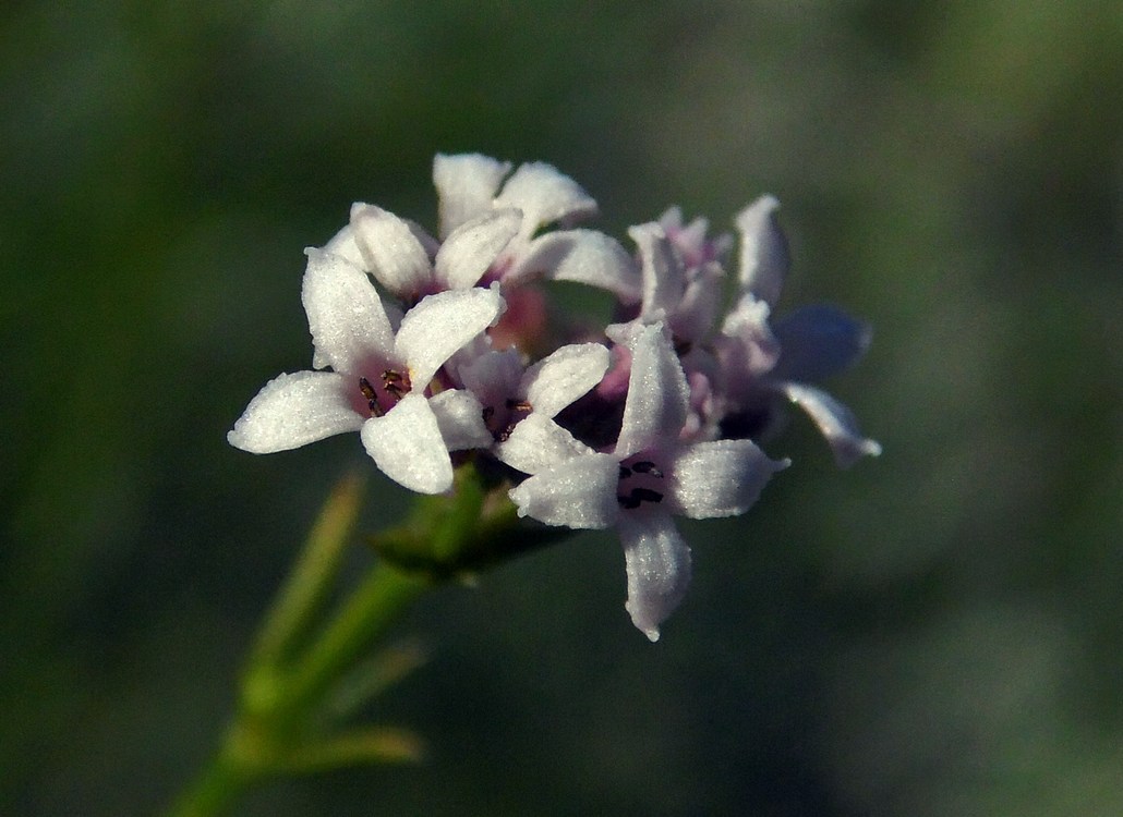 Image of Asperula biebersteinii specimen.