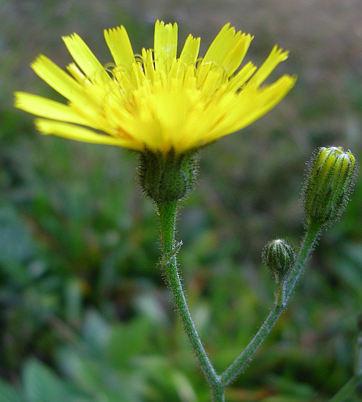 Изображение особи род Hieracium.