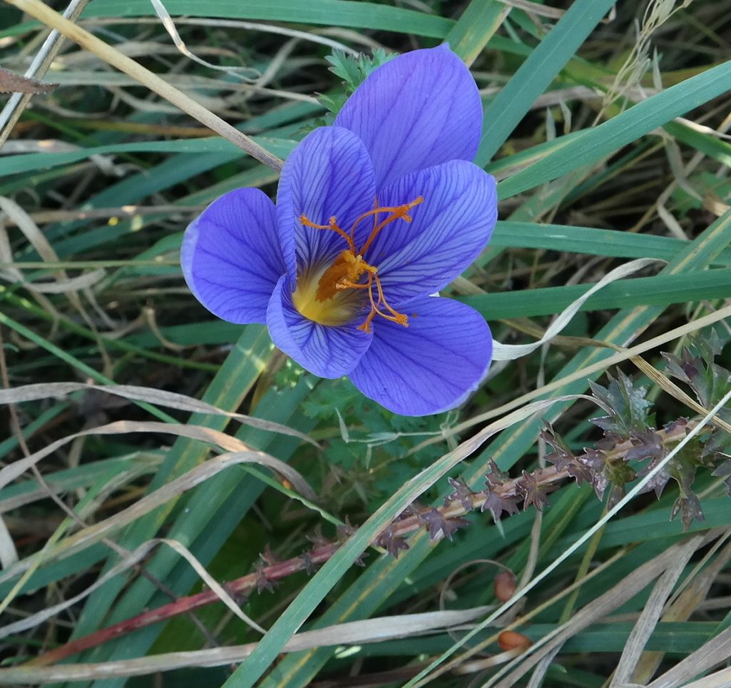 Image of Crocus speciosus specimen.