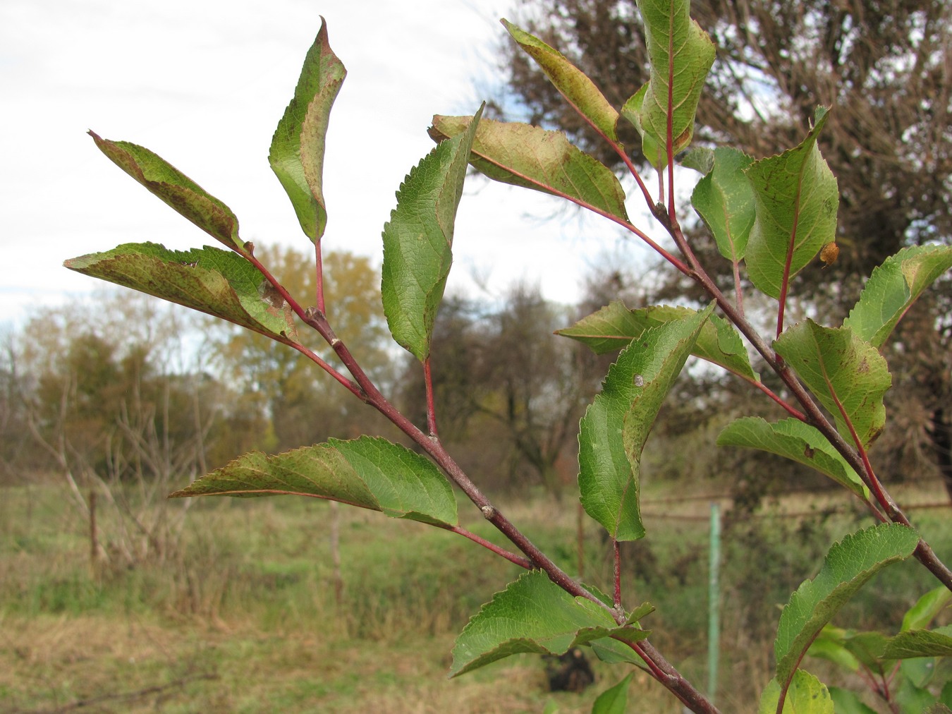 Image of genus Malus specimen.