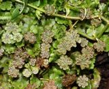 Marchantia polymorpha. Слоевище с мужскими подставками и выводковыми корзиночками. Раменский р-н, окр. ж.-д. платформы Хрипань, смешанный лес у ЛЭП. 15.07.2014.