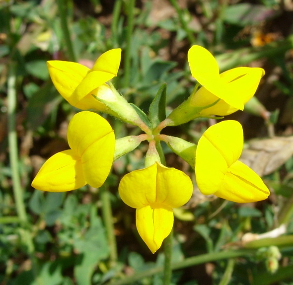 Image of Lotus zhegulensis specimen.