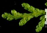Смотреть изображение Thuja sutchuenensis