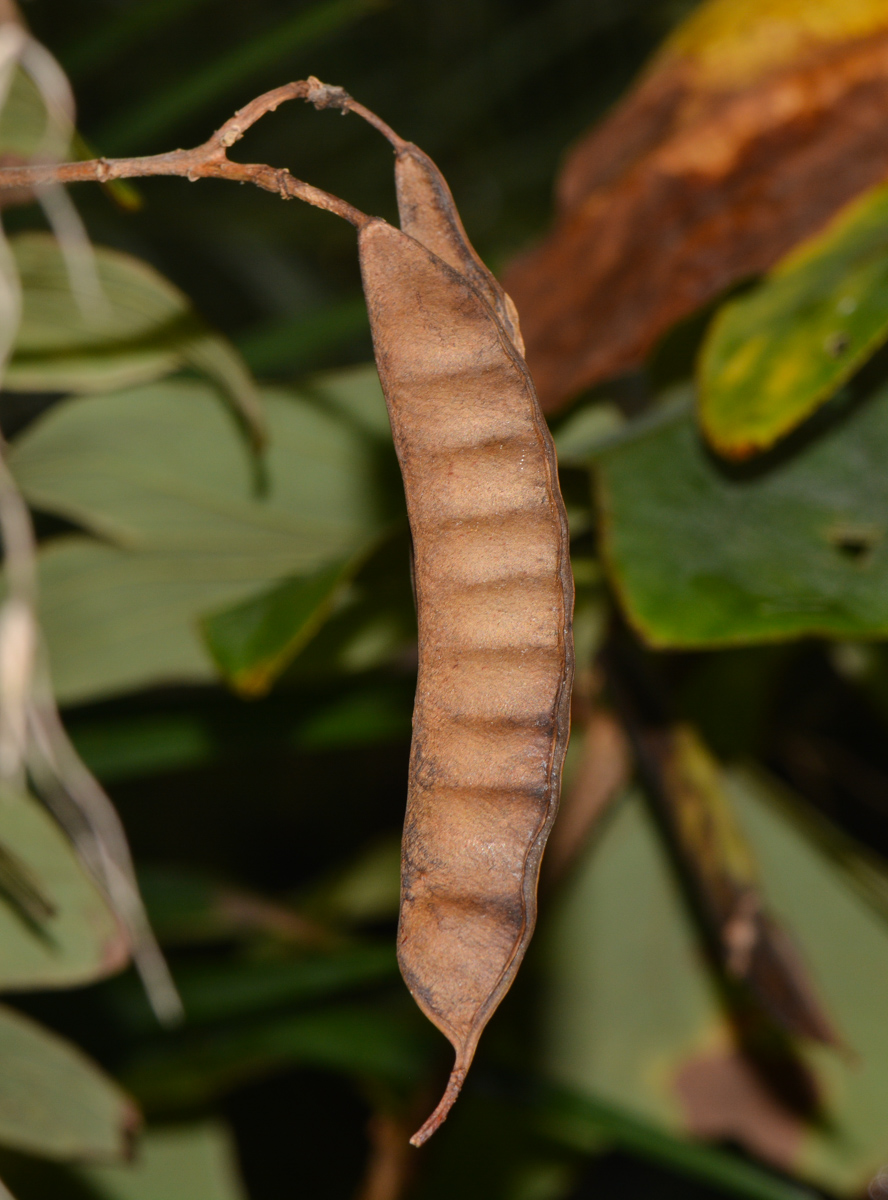 Image of genus Bauhinia specimen.