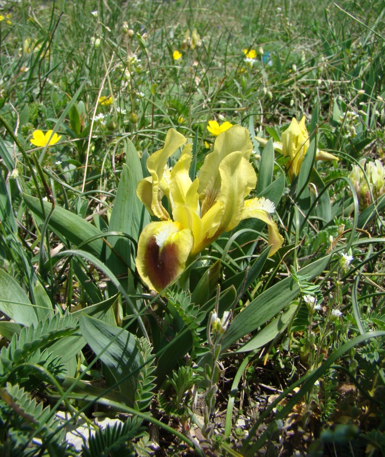 Image of Iris pumila specimen.