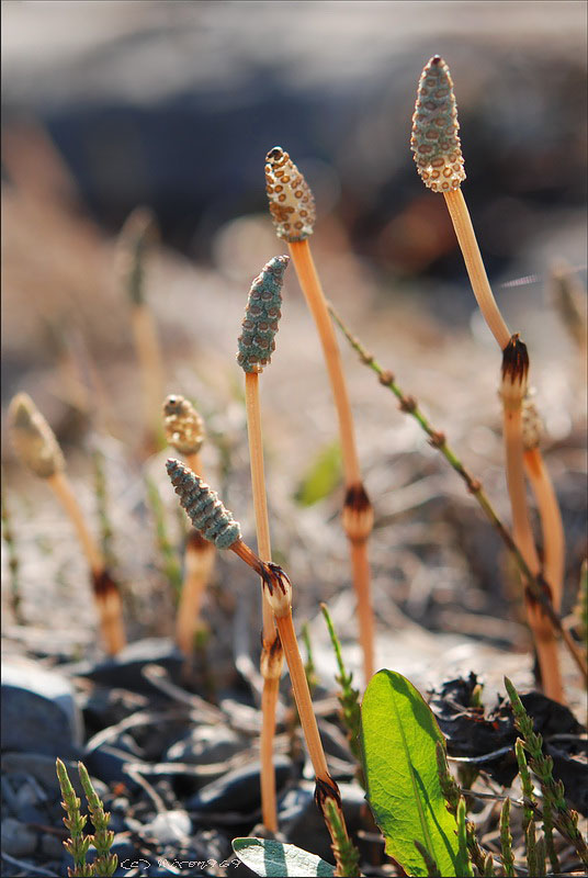 Изображение особи Equisetum arvense.