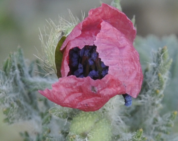 Image of genus Papaver specimen.