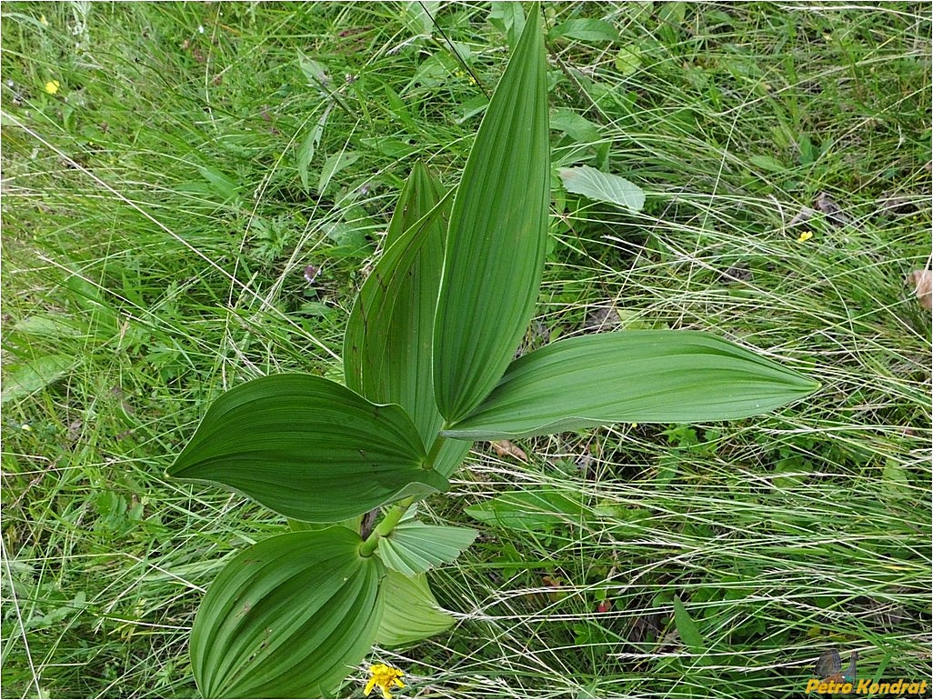 Изображение особи Veratrum album.