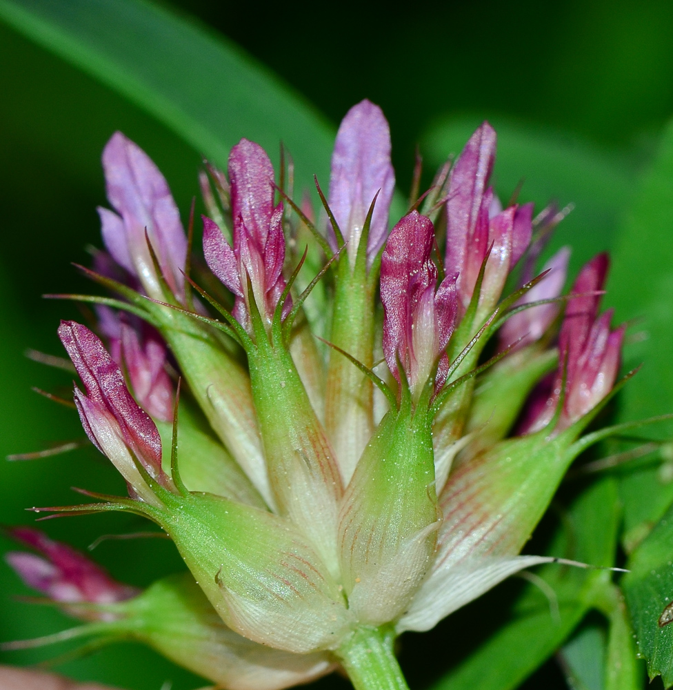 Image of Trifolium spumosum specimen.