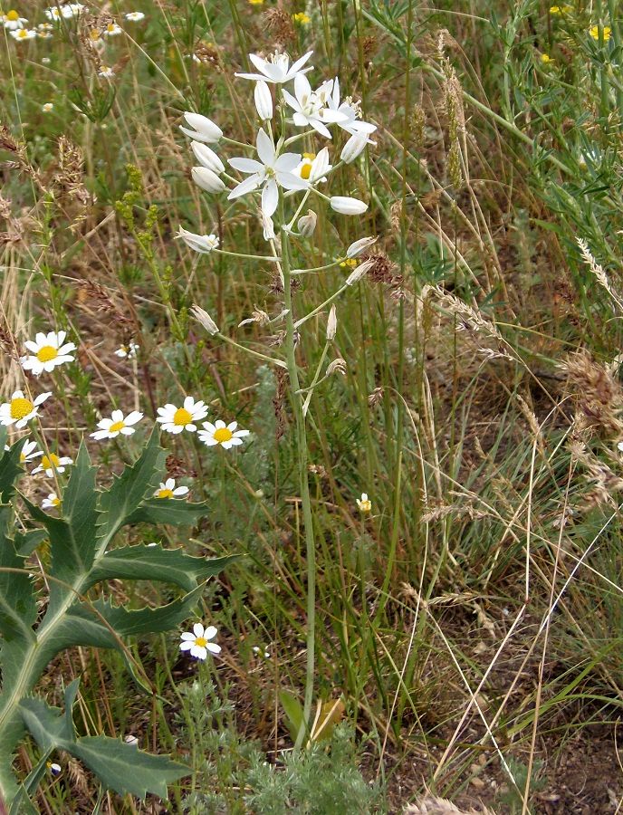 Image of Ornithogalum fischerianum specimen.