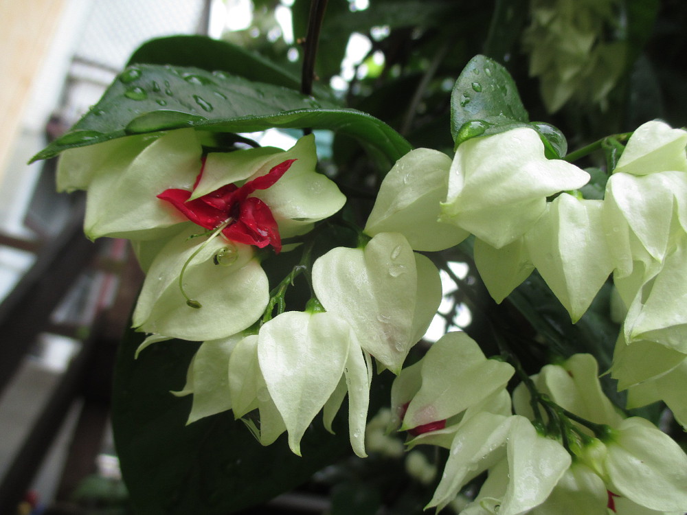 Image of Clerodendrum thomsoniae specimen.