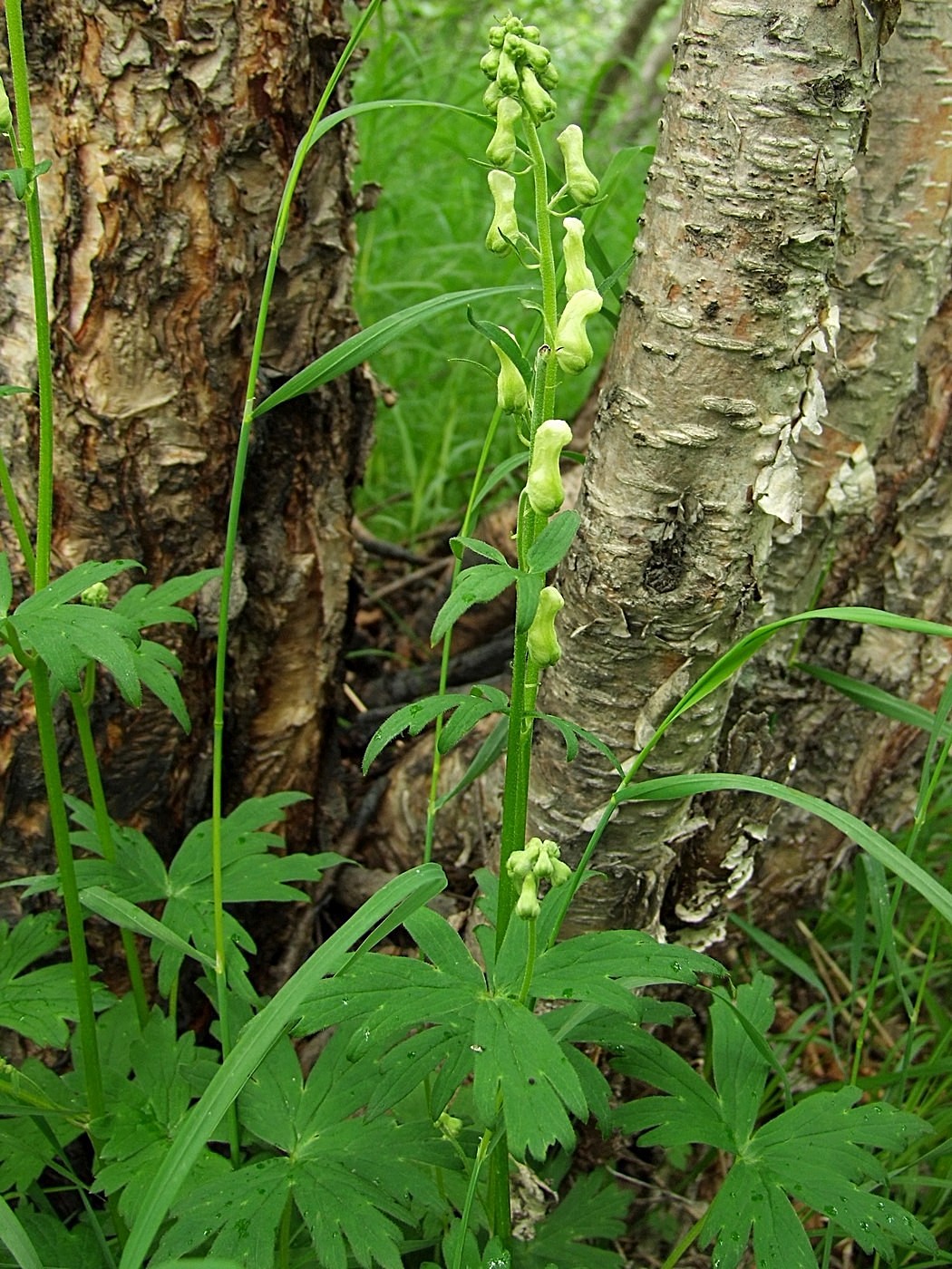 Image of Aconitum ajanense specimen.