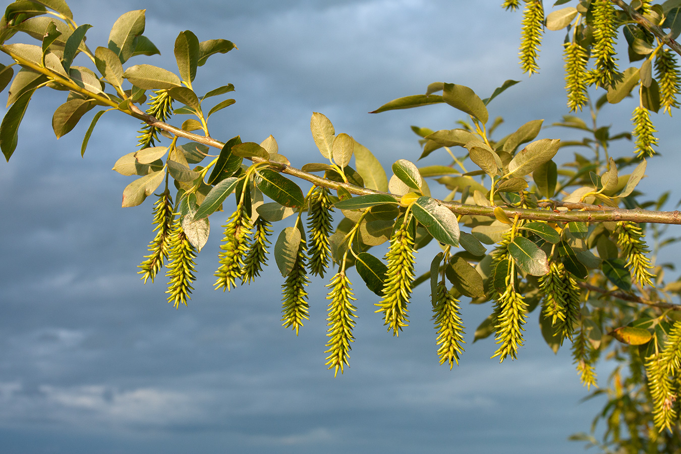 Изображение особи Salix pentandra.