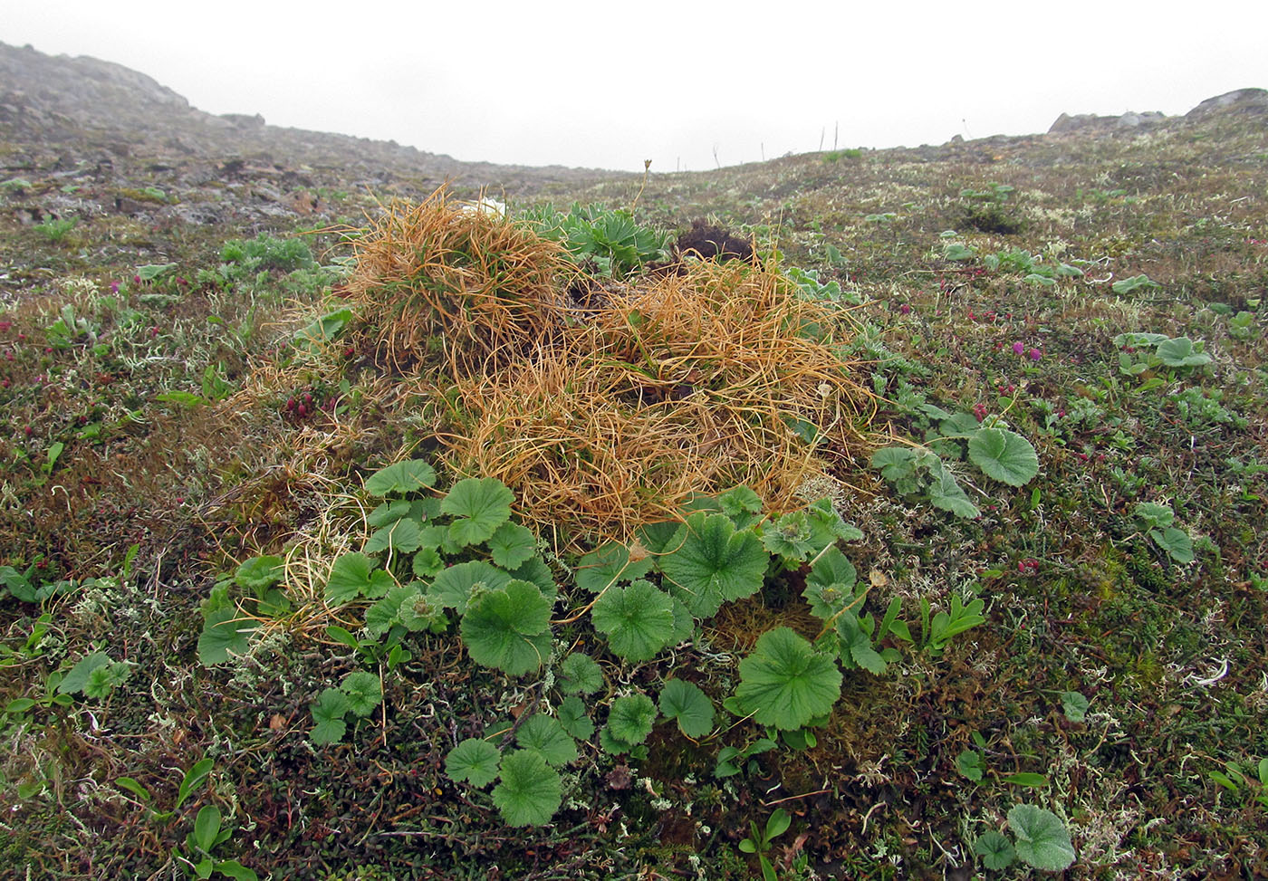 Image of Carex anthoxanthea specimen.