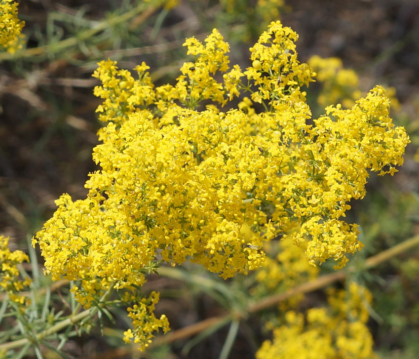 Image of Galium verum specimen.