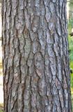 Pinus thunbergii. Средняя часть ствола. Краснодарский край, г. Сочи, Дендрарий, в культуре. 07.11.2016.