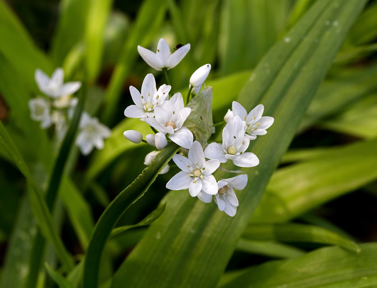 Image of Allium neapolitanum specimen.