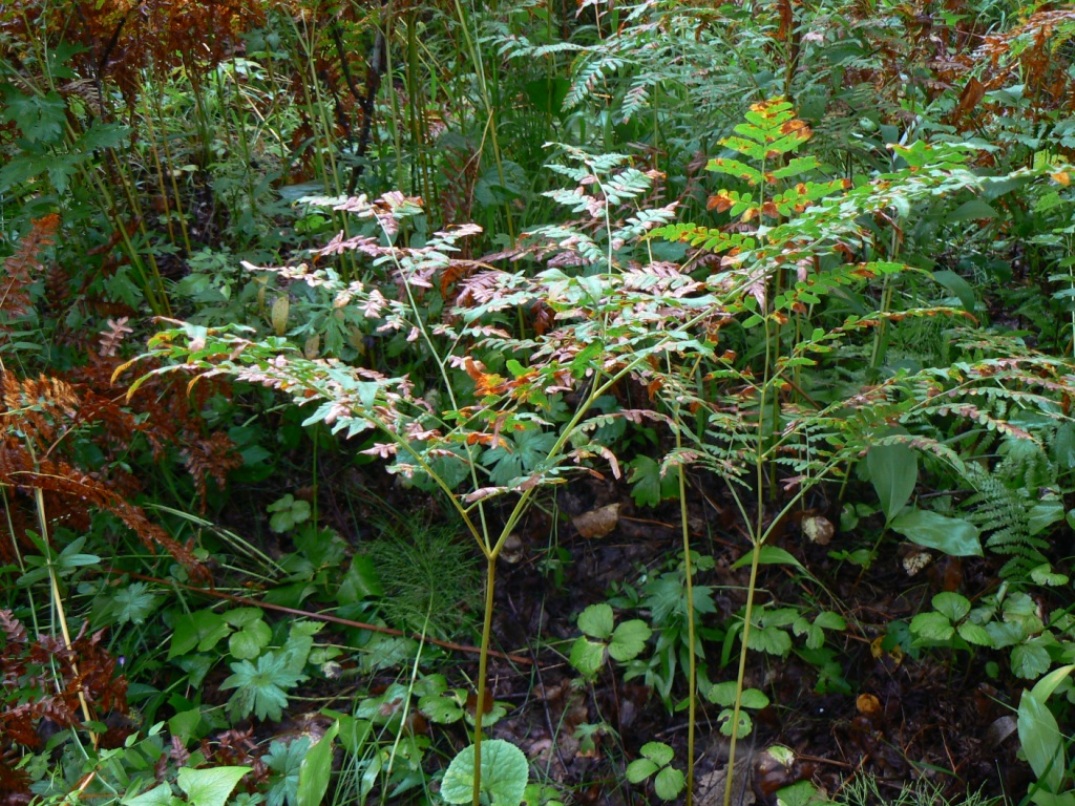 Изображение особи Pteridium latiusculum.