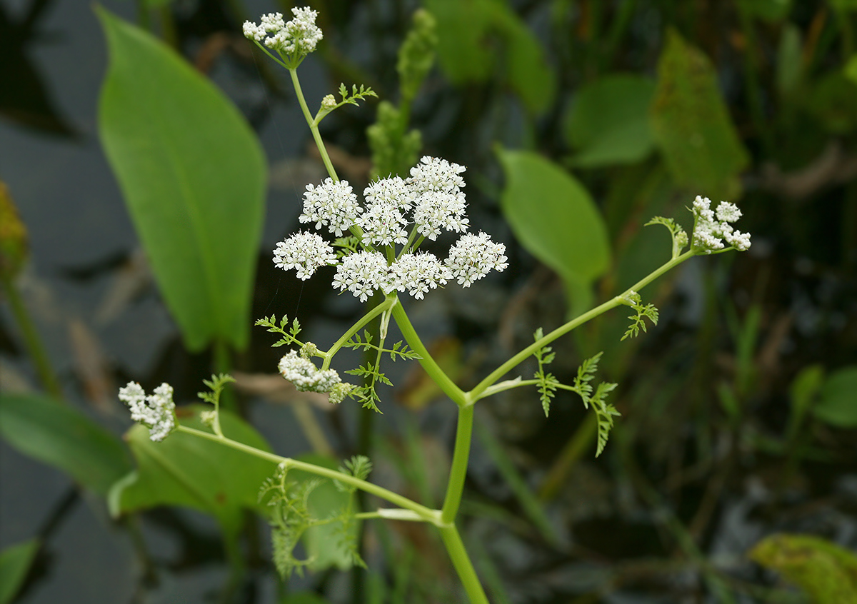 Image of Oenanthe aquatica specimen.