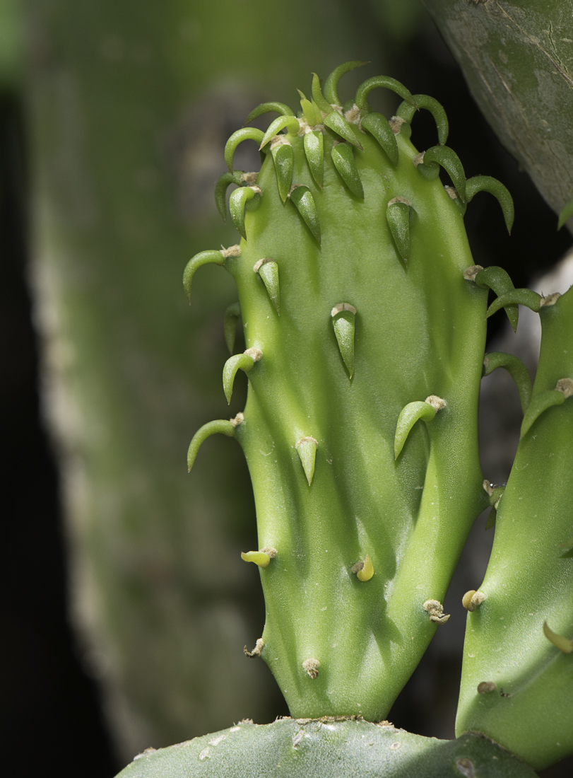 Изображение особи Opuntia cochenillifera.